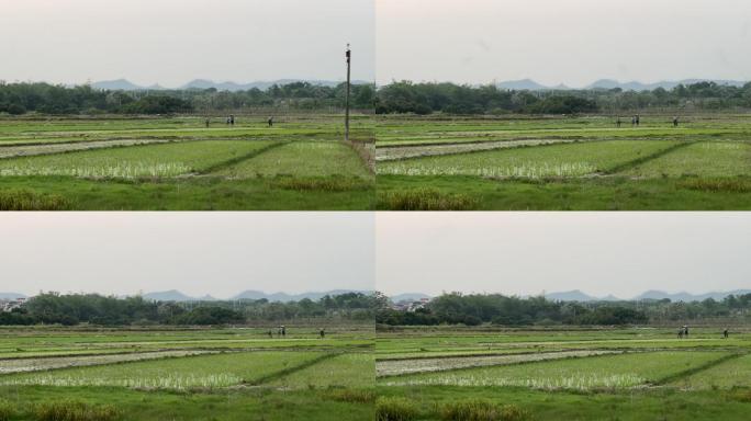 春天农村刚插秧的水稻田农田与田间的村民们