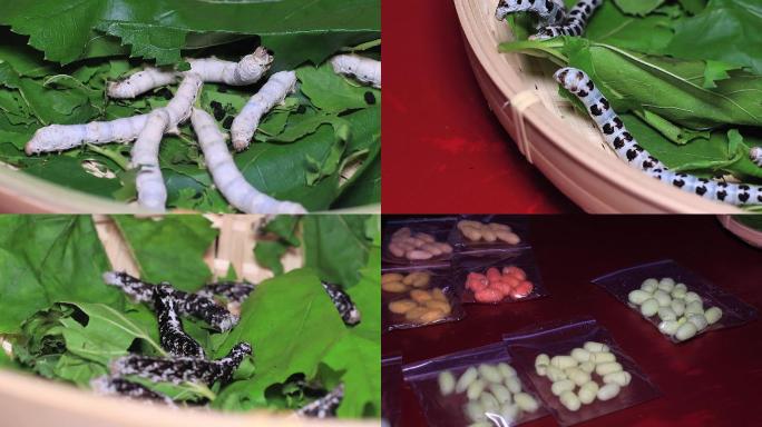 中国农业科学院各种蚕宝宝品种成果展示