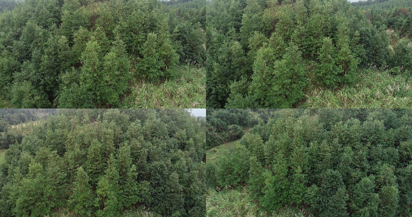 柏木林业局宣传片素材原始森林湿地生态绿植