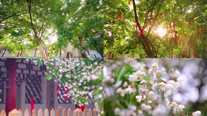 红豆树 红豆树开花 千年古树 阳光透过