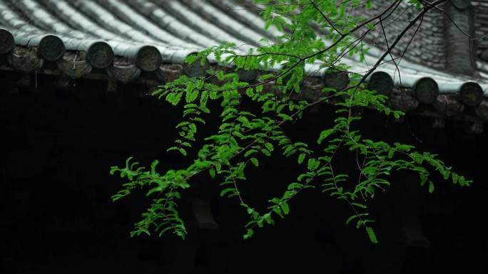 杭州 寺庙 古风 下雨天 屋檐 树枝