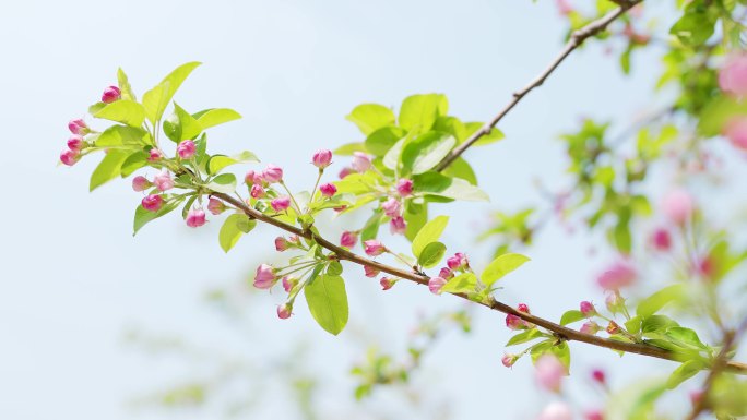 4k透过阳光唯美海棠花开