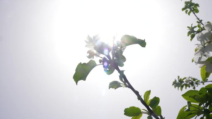 4K春天苹果花鲜花盛开嫩芽摆动B