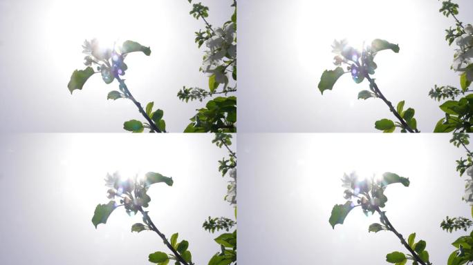 4K春天苹果花鲜花盛开嫩芽摆动B