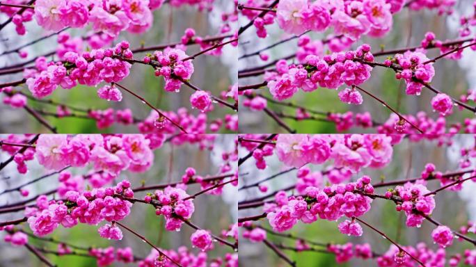 4K春天细雨雨滴滴落鲜花枝头升格慢镜头