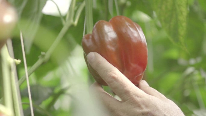 手抚摸灯笼椒现代农业采摘甜椒菜椒种植调味