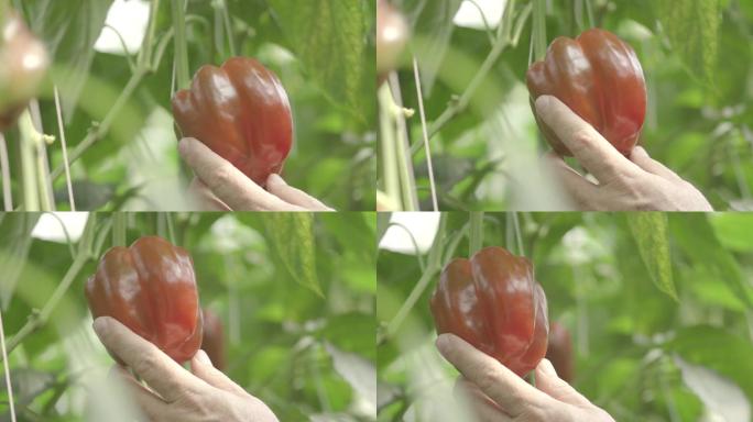 手抚摸灯笼椒现代农业采摘甜椒菜椒种植调味