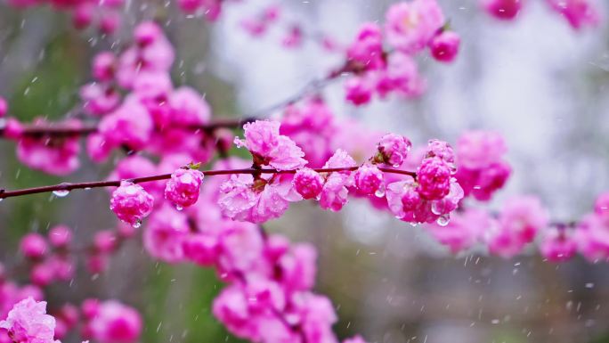 4K春天细雨雨滴滴落鲜花枝头升格慢镜头