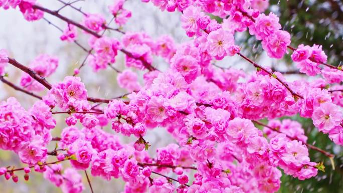 4K春天细雨雨滴滴落鲜花枝头升格慢镜头