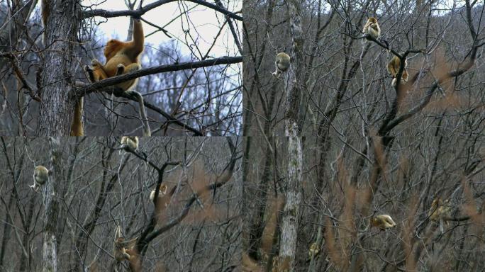 金丝猴爬树