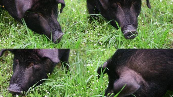 黑猪吃猪草