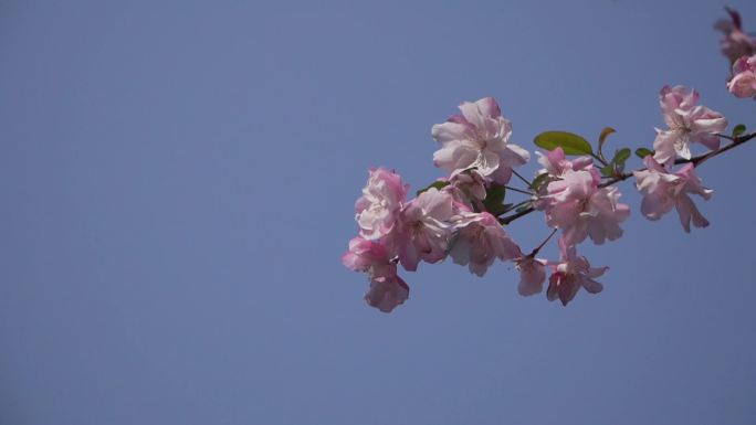 垂丝海棠花实拍素材