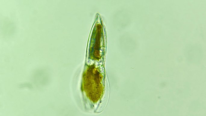 科研素材 微生物原生生物硅藻 5