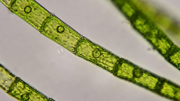 绿藻水生植物显微镜