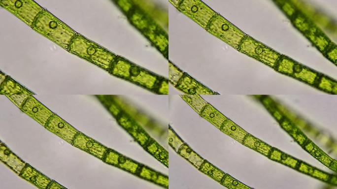 绿藻水生植物显微镜