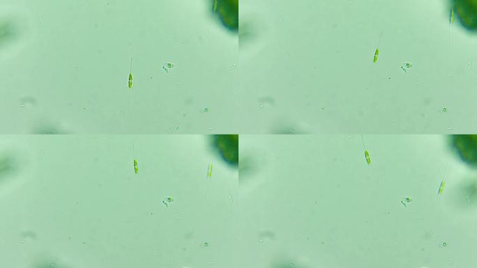 显微镜下缓缓移动的硅藻