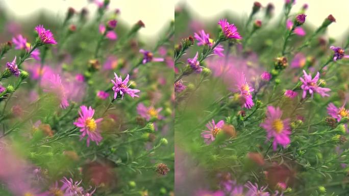 升格摄影夏末盛开的菊花
