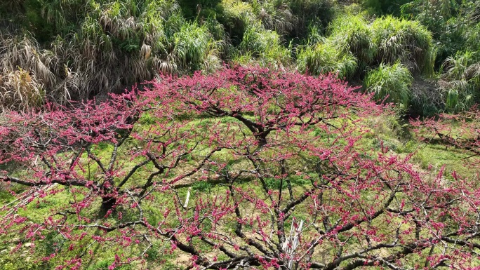 花开得正灿烂的鹰嘴蜜桃树