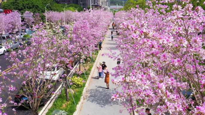 茶香路繁花（羊蹄甲花）