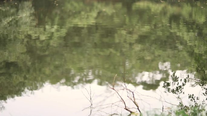 平静的湖面  涟漪