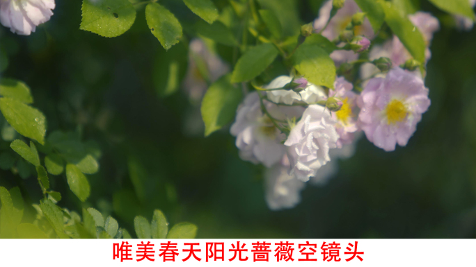 唯美浪漫春天阳光蔷薇花朵视频素材