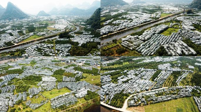 橘子种植水果种植基地