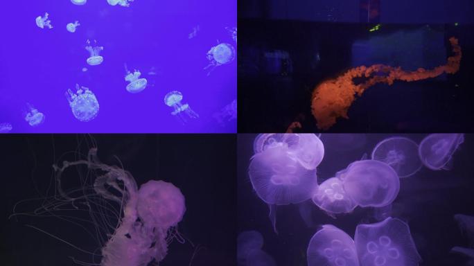 海底世界各种水母