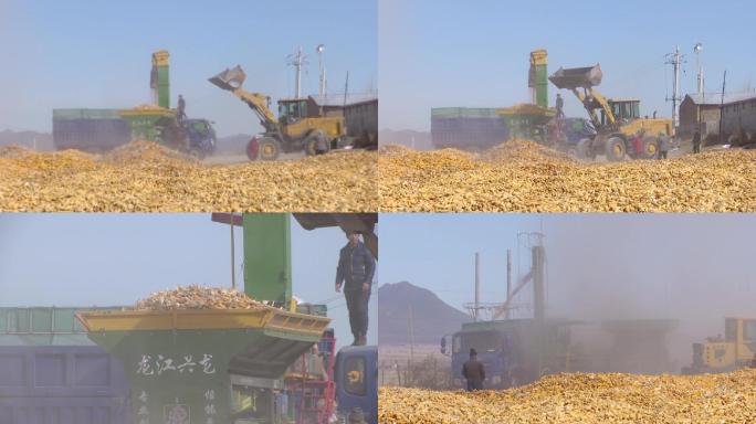 玉米脱粒铲车往脱粒机里装玉米生产饲料