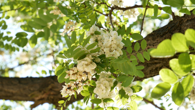 槐花 槐树