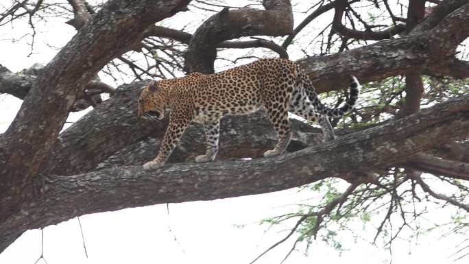 东非动物迁徙 — 猎豹 4K