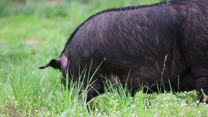 贵州赫章可乐黑猪在草在户外进食