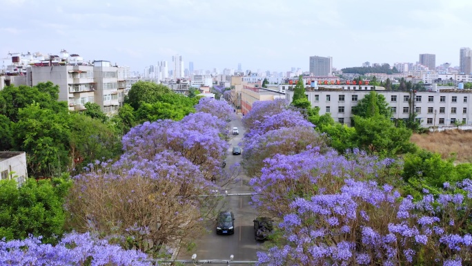 蓝花楹