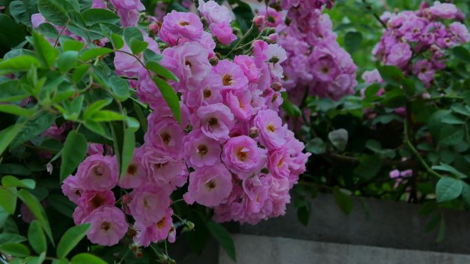 围墙上开满了蔷薇花