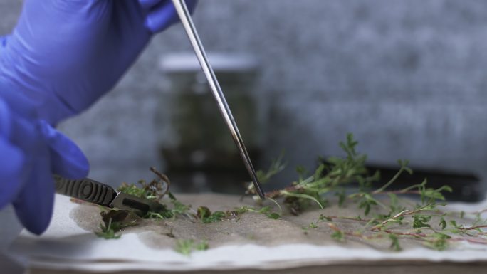 科学家在实验室切割试管植物。