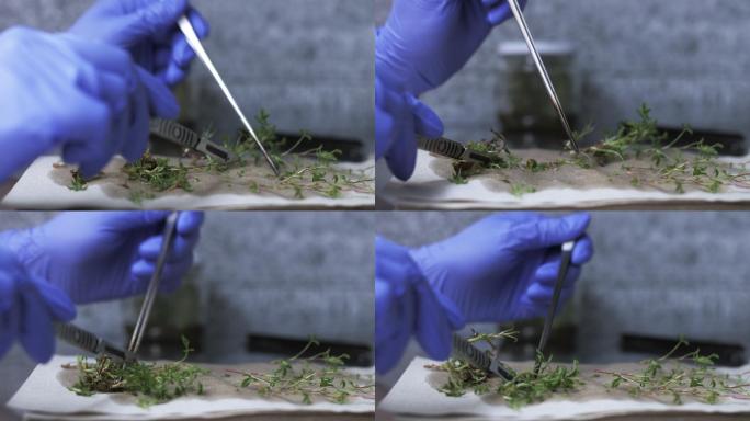 科学家在实验室切割试管植物。