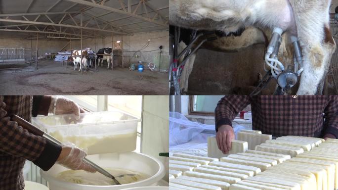 牧区奶牛养殖户机器吸奶手工做奶豆腐