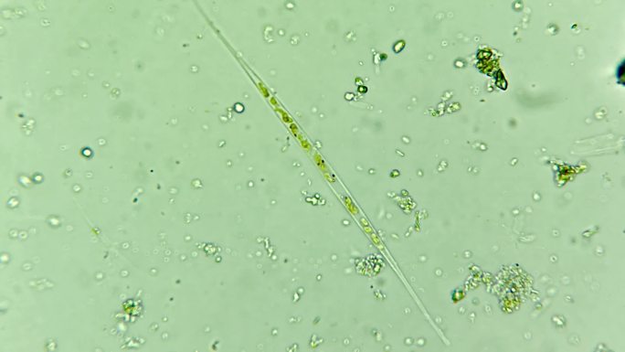 科研科普素材 微生物原生生物硅藻