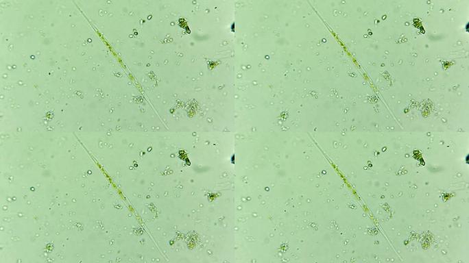 科研科普素材 微生物原生生物硅藻