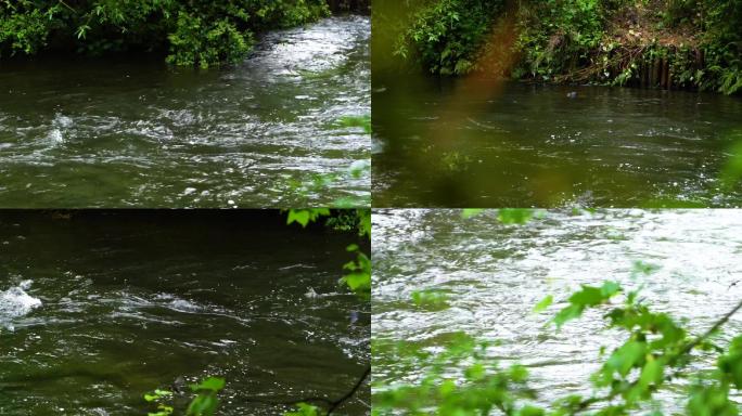 实拍湿地公园环境，燕子水面飞舞，生态环境