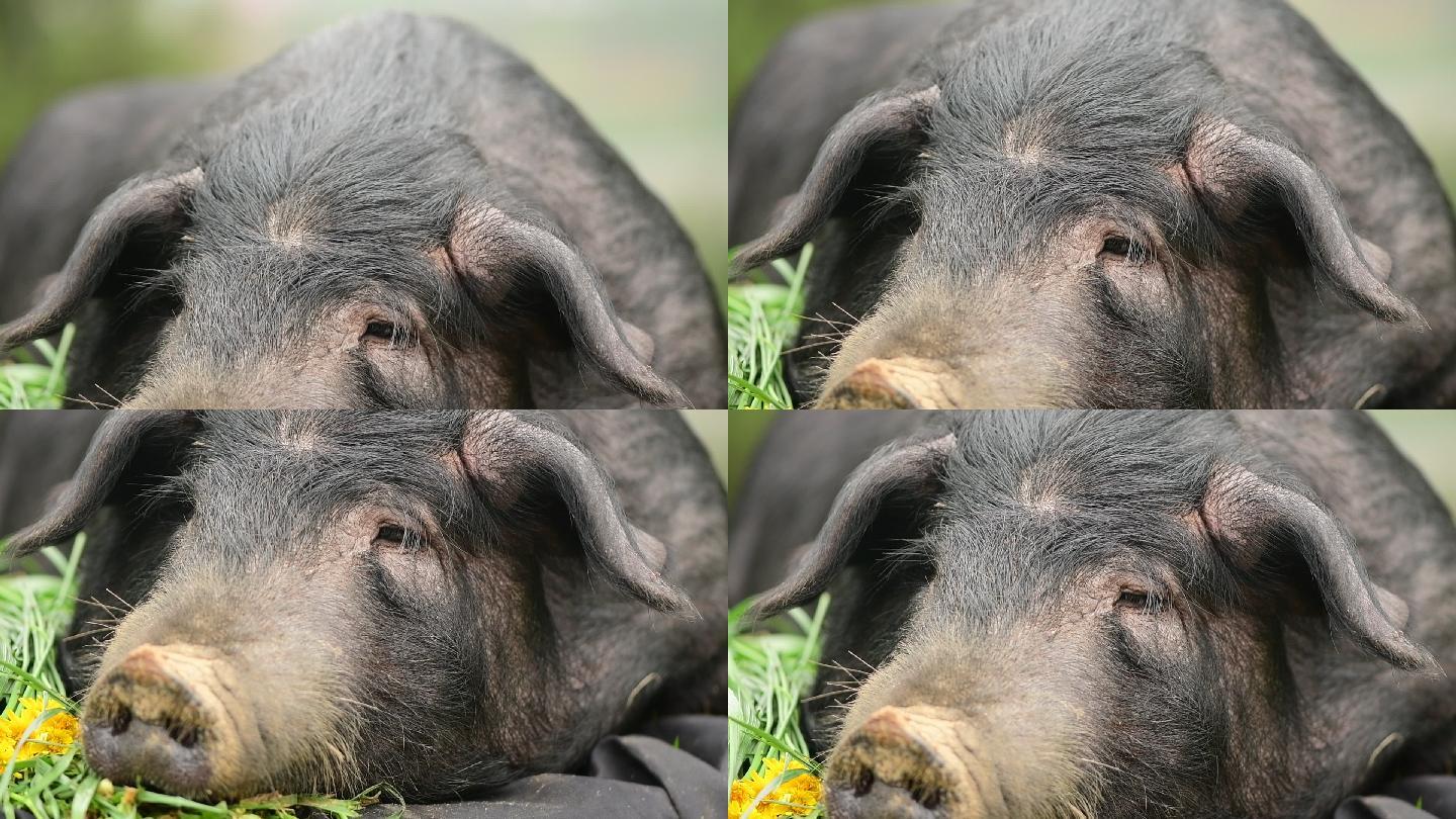 贵州赫章可乐黑猪在草在户外休息
