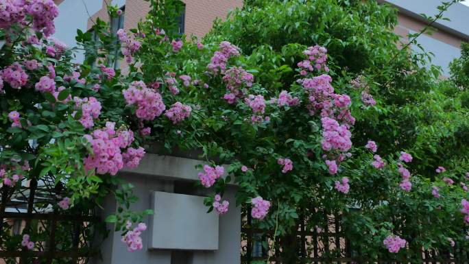 围墙上开满了蔷薇花