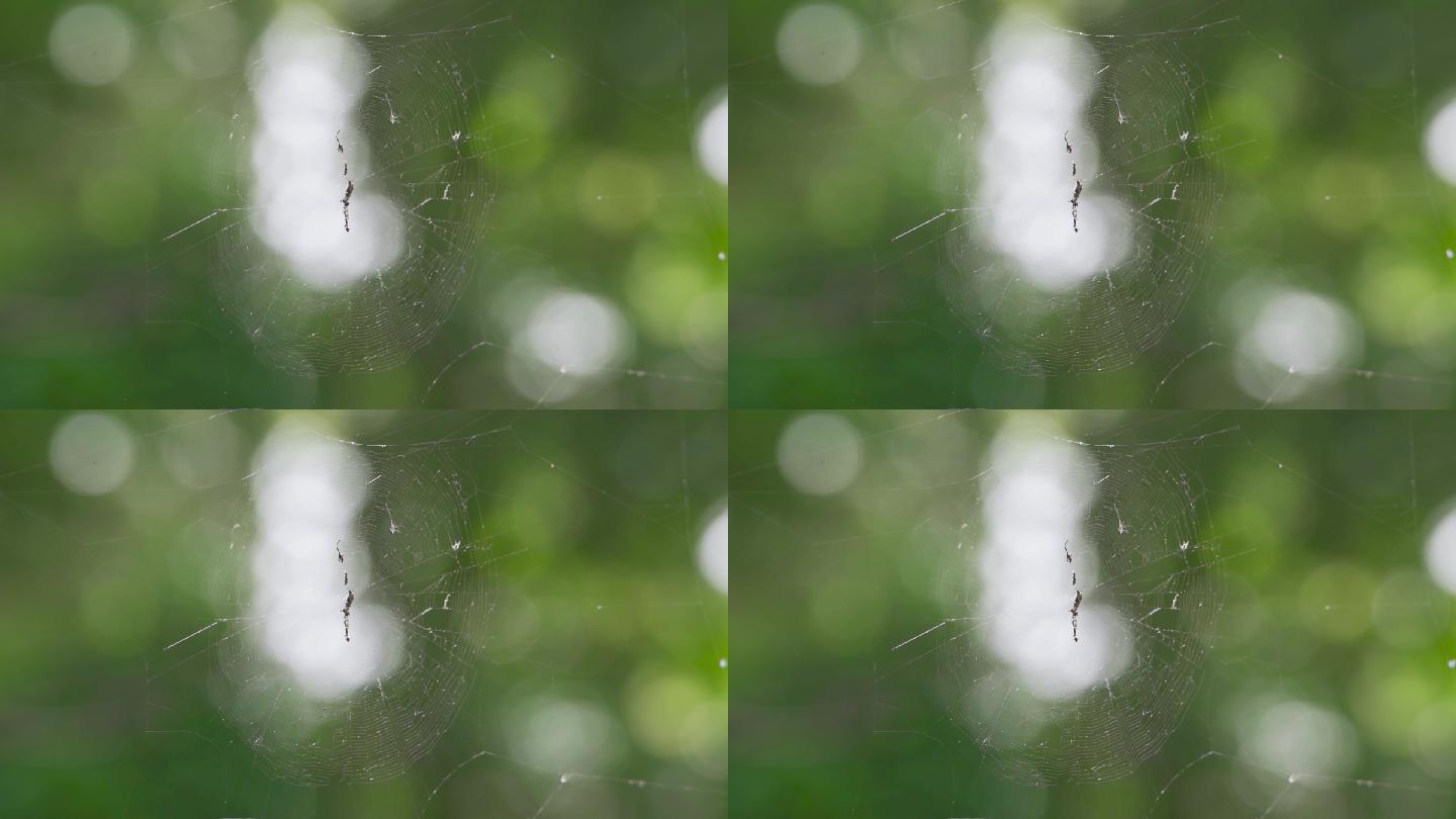 蜘蛛网光斑光影空镜