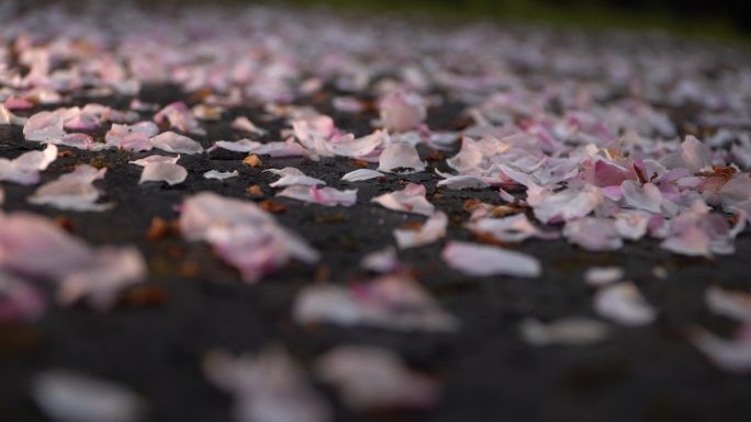 海棠花落在地上素材