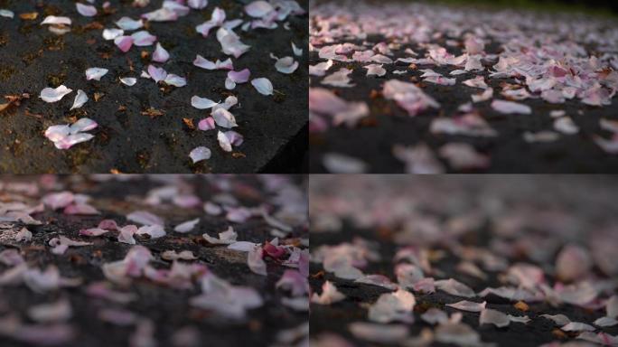 海棠花落在地上素材