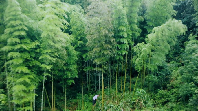 高清竹林砍竹4k航拍