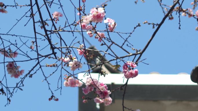 昆明古建筑花朵开放