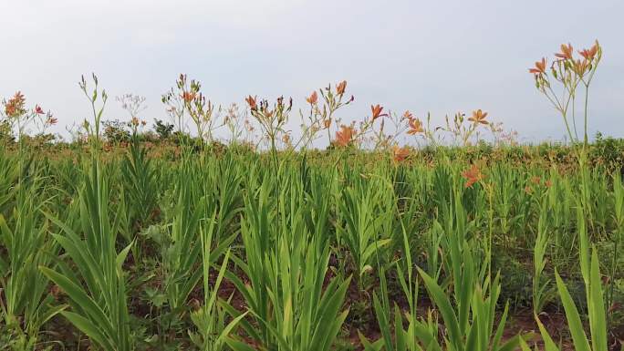 黄花菜种植