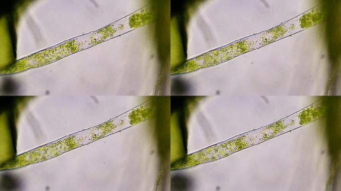 绿藻水生植物细菌细胞病毒