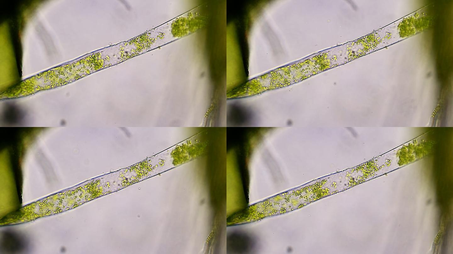 绿藻水生植物细菌细胞病毒