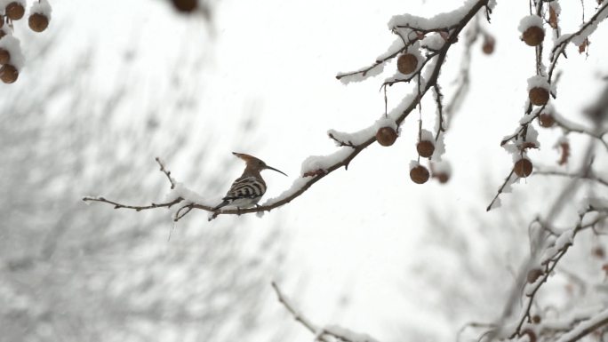 雪中的啄木鸟